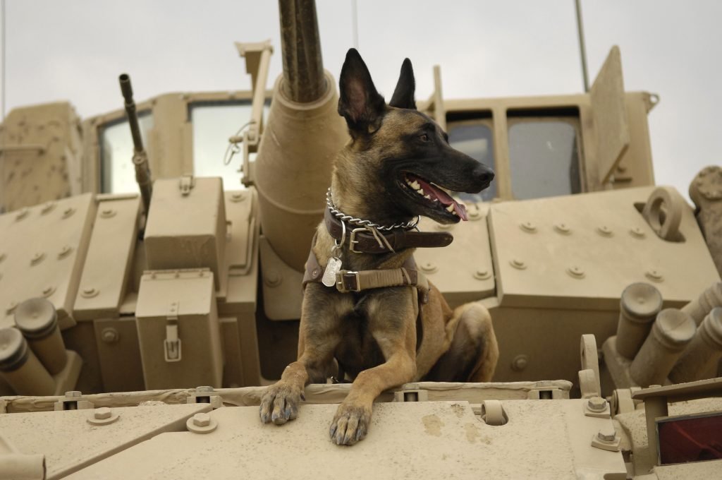The History Of War Dogs: Exploring How They Helped The Great War