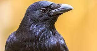 Do Crows Like Shiny Things What About Magpies – Myths Debunked