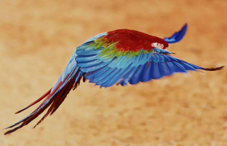 Create a Customized Parrot with the Right Color Combination