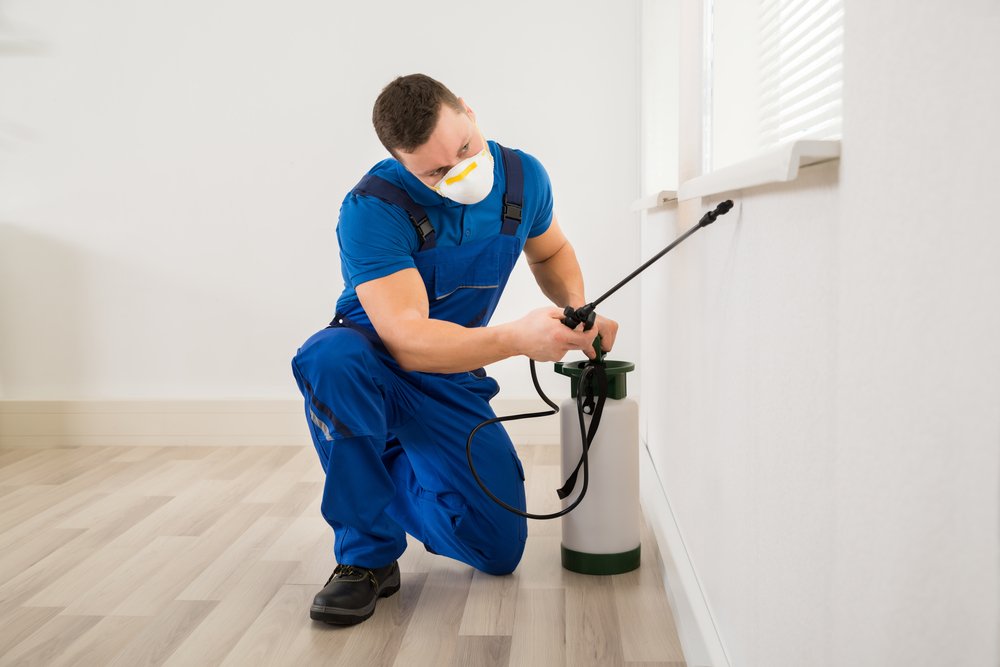 What is Professional Pest Control Services and Why Should You Hire One?